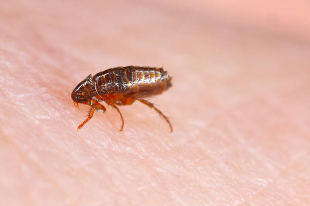 Dog flea (Ctenophalides canis) biting and drinking blood on human skin.